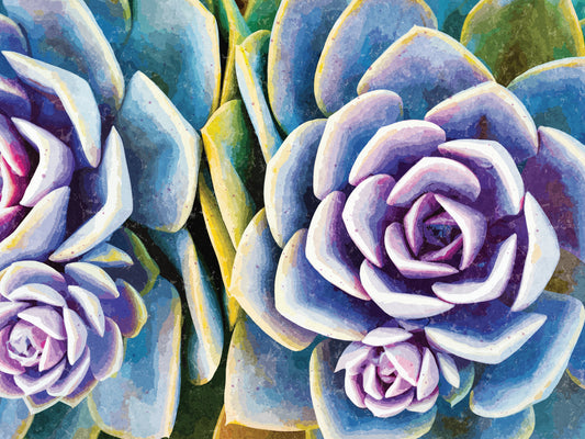 Colorful Succulents