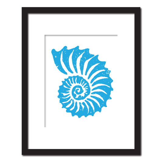 Ammonite Shell