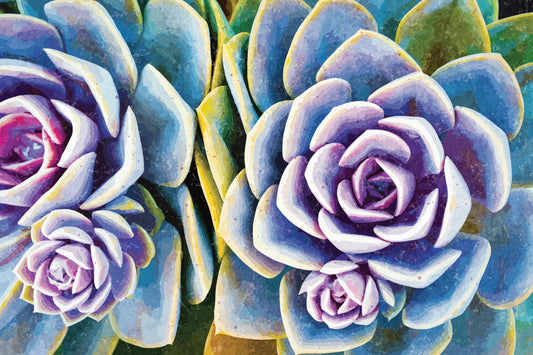 Colorful Succulents